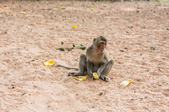 猴子坐在的沙子和吃香蕉