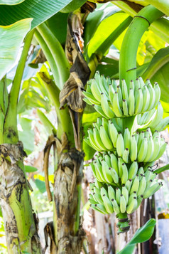香蕉树与群香蕉