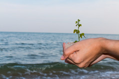 女孩手持有和种植新树与沙子和海