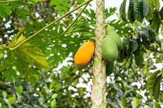 新鲜的木瓜的木瓜树与橙色木瓜绿色背景