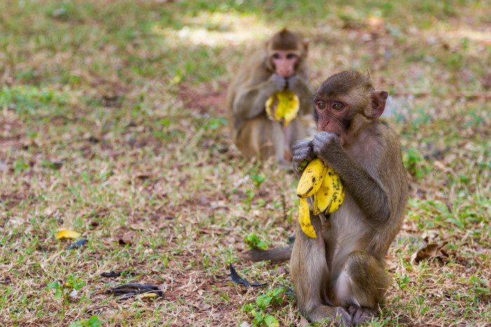 婴儿猴子坐在草和吃香蕉与朋友的背后