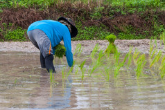 泰国农民种植的帕迪大米农田