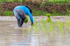 泰国农民种植的帕迪大米农田