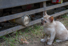 年轻的白色小猫猫与蓝色的眼睛失去了的公园