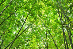 竹子森林与光荣的早....阳光