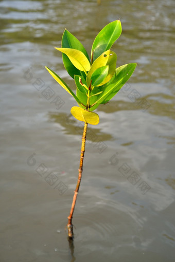 红树林植物日益增长的湿地保护地球连接从的风暴和繁殖动物