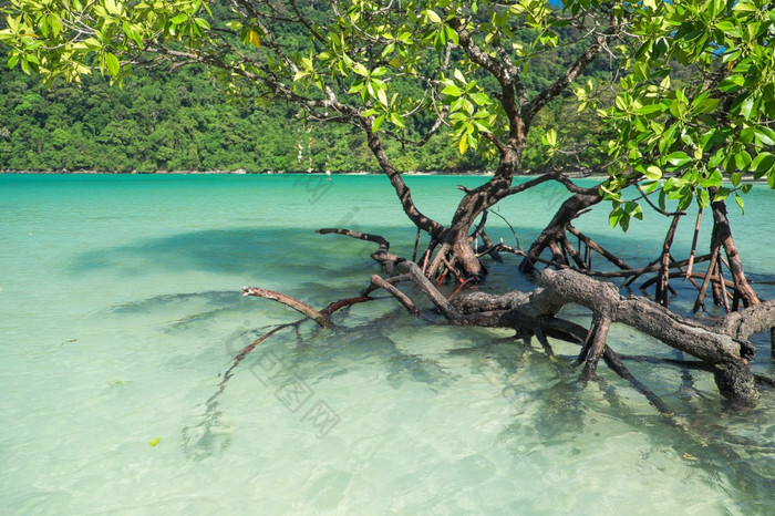 红树林植物日益增长的湿地