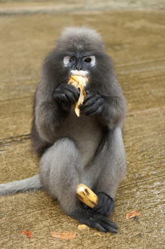 肖像叶猴子吃香蕉