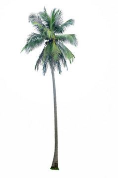 椰子树孤立的白色背景