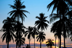 轮廓椰子棕榈树日落
