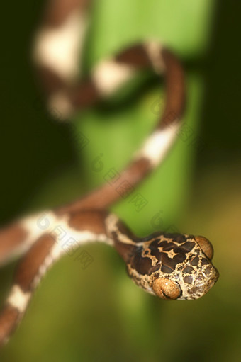 blunthead树蛇imantodes岑乔亚热带雨林纳波河盆地亚马逊厄瓜多尔美国阿尔贝托·<strong>职业生涯</strong>