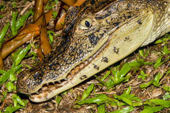 戴了眼镜的凯门鳄白色凯门鳄常见的凯门鳄凯门鳄鳄鱼热带热带雨林科斯塔黎加中央美国美国阿尔贝托·职业生涯