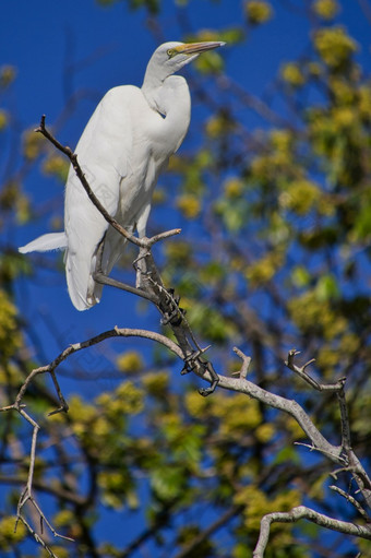 伟大的白色白鹭Egretta阿尔芭乔贝国家公园博茨瓦纳非洲阿尔贝托·<strong>职业生涯</strong>