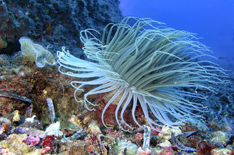 tube-dwelling海葵cerianthariacerianthusmembranaceus下士<strong>应对</strong>puntas的卡内格雷自然公园地中海海穆尔西亚西班牙欧洲