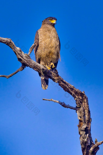 冠毛犬蛇鹰螺旋体奇拉<strong>皇</strong>家巴蒂亚国家公园巴尔迪亚国家公园尼泊尔亚洲