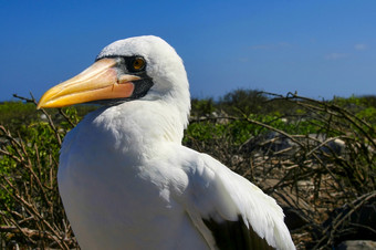 纳斯卡成绩<strong>最差</strong>的人苏拉granti加拉帕戈斯群岛国家公园加拉帕戈斯群岛岛屿联合国教科文组织世界遗产网站太平洋海洋厄瓜多尔
