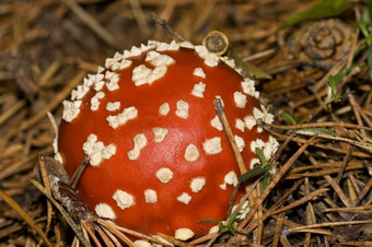 飞木耳安妮塔致幻剂蘑菇guadarrama国家公园塞戈维亚卡斯提尔和利昂西班牙欧洲