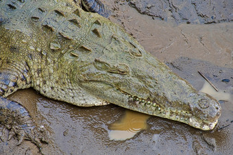 <strong>美国</strong>鳄鱼Crocodylusacutus科斯塔黎加中央<strong>美国美国</strong>