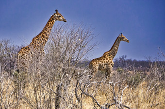 长颈鹿长颈鹿骆驼乔贝国家公园博茨瓦纳非洲长颈鹿长颈鹿骆驼