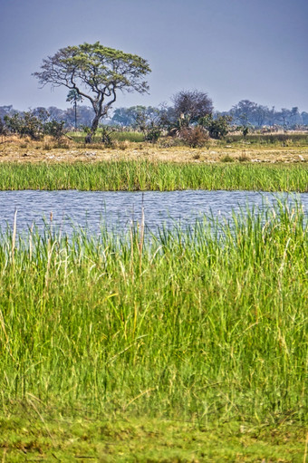 湿地景观奥卡万戈δ奥卡万戈草原联合国教科文组织世界遗产网站看奖品湿地博茨瓦纳非洲