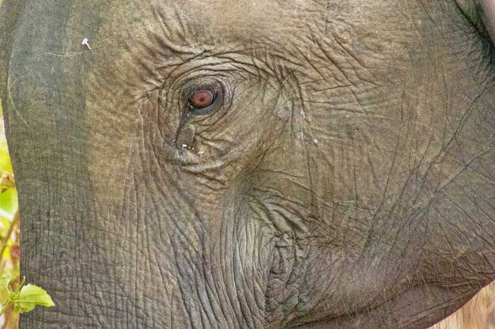 斯里兰卡斯里兰卡大象Elephas马克西姆斯马克西姆斯乌达瓦拉维国家公园斯里兰卡斯里兰卡亚洲斯里兰卡斯里兰卡大象乌达瓦拉维国家公园斯里兰卡斯里兰卡