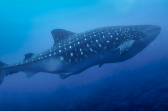 鲸鱼鲨鱼犀牛typus达尔文和狼岛屿加拉帕戈斯群岛岛屿加拉帕戈斯群岛国家公园联合国教科文组织世界遗产网站太平洋海洋厄瓜多尔美国