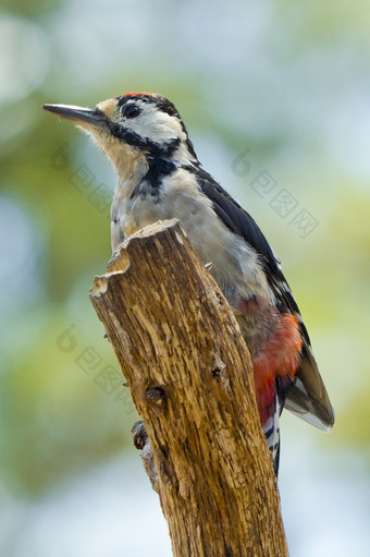 伟大的发现了啄木鸟dendrocopos主要西班牙语森林卡斯提尔和利昂西班牙欧洲