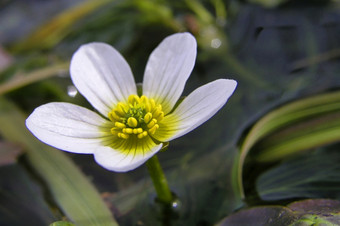 常见的水<strong>毛茛</strong>白色水<strong>毛茛毛茛</strong>属植物aquatilisguadarrama国家公园塞戈维亚卡斯蒂利亚利昂西班牙欧洲