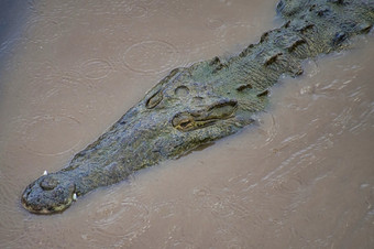 <strong>美国</strong>鳄鱼Crocodylusacutus科斯塔黎加中央<strong>美国美国</strong>