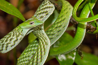 绿色他来了蛇长嘴鞭子蛇与阿海图纳苏塔sinharaja国家公园雨森林世界遗产网站联合国教科文组织生物圈储备国家荒野区域斯里兰卡斯里兰卡亚洲