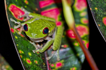 <strong>红眼</strong>的树<strong>青蛙红眼</strong>卡利德里亚斯热带热带雨林基督山国家公园部分保护区域部分半岛科斯塔黎加中央美国美国
