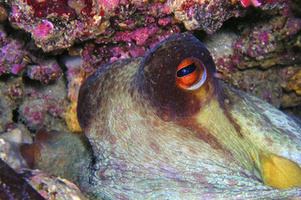 常见的<strong>章鱼章鱼</strong>寻常的下士cope-puntas的卡内格雷自然公园地中海海穆尔西亚西班牙欧洲