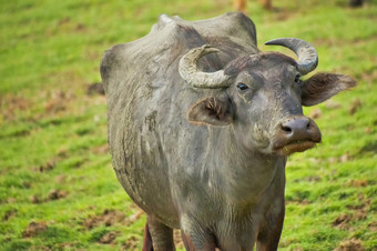 水牛水水牛bubalus狷羚乌达瓦拉维国家公园斯里兰卡斯里兰卡亚洲