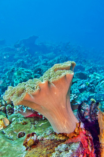 大象耳朵<strong>珊瑚</strong>绿色羊肚菌<strong>珊瑚</strong>皮革<strong>珊瑚</strong>软<strong>珊瑚</strong>lembeh北苏拉威西岛印尼亚洲