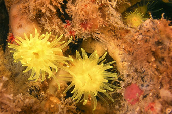 日落杯珊瑚钩端沙米娅pruvoti下士cope-puntas的卡内格雷自然公园地中海海穆尔西亚西班牙欧洲