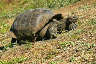 加拉帕戈斯群岛巨大的乌龟Chelonoidis黑质加拉帕戈斯群岛国家公园加拉帕戈斯群岛岛屿联合国教科文组织世界遗产网站厄瓜多尔美国加拉帕戈斯群岛巨大的乌龟加拉帕戈斯群岛国家公园厄瓜多尔