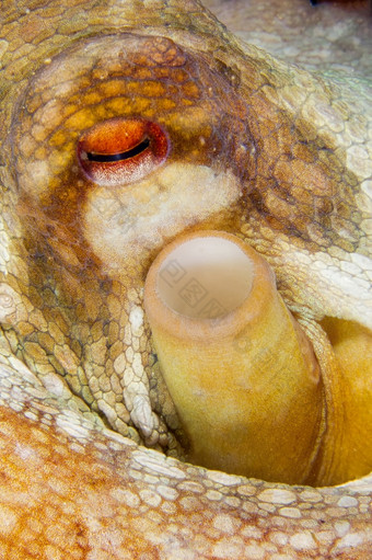 常见的<strong>章鱼章鱼</strong>寻常的下士cope-puntas的卡内格雷自然公园地中海海穆尔西亚西班牙欧洲