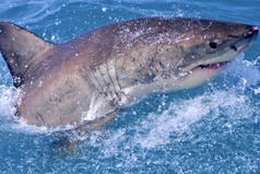 伟大的白色鲨鱼噬人鲨属齿鲨)甘斯拜西方角南非洲非洲