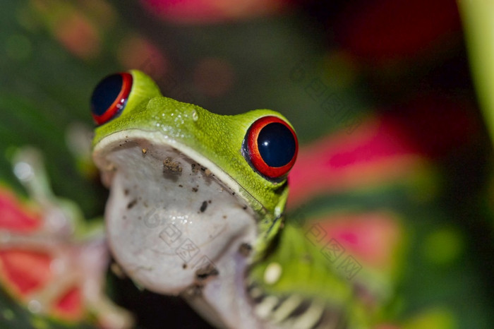 红眼的树青蛙红眼卡利德里亚斯热带热带雨林基督山国家公园部分保护区域部分半岛科斯塔黎加中央美国美国