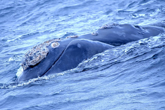 南部正确的鲸鱼尤巴莱纳<strong>南极光</strong>甘斯拜西方角南非洲非洲