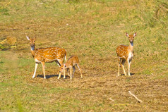 发现了鹿cheetal轴轴轴鹿皇家巴蒂亚国家公园巴尔迪亚国家公园尼泊尔亚洲