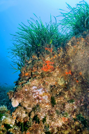 海王星草posidonia<strong>大洋洲</strong>下士cope-puntas的卡内格雷自然公园地中海海穆尔西亚西班牙欧洲