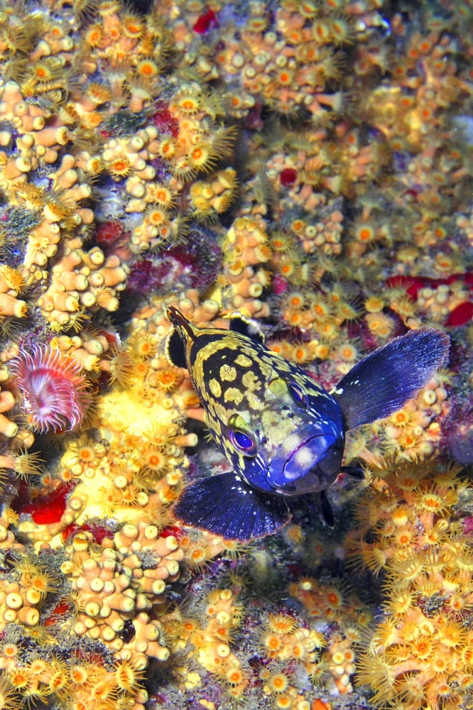 微暗的石斑鱼epinephelus有边缘的下士cope-puntas的卡内格雷自然公园地中海海穆尔西亚西班牙欧洲