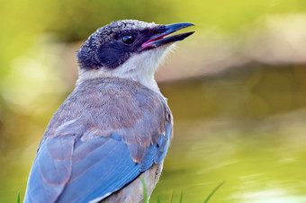 蓝喜鹊氰基cooki森林池塘地中海森林卡斯提尔和利昂西班牙欧洲