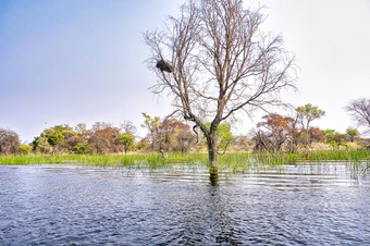 湿地景观奥卡万戈δ联合国教科文组织世界遗产网站看奖品湿地博茨瓦纳非洲