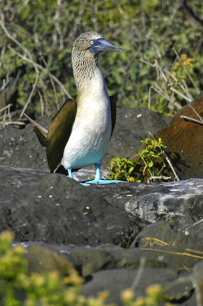 只蓝成绩最差的人苏拉尼布希亚加拉帕戈斯群岛国家公园加拉帕戈斯群岛岛屿联合国教科文组织世界遗产网站厄瓜多尔美国