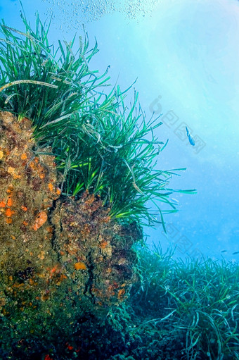 海王星草<strong>水下景观</strong>posidonia大洋洲下士cope-puntas的卡内格雷自然公园地中海海穆尔西亚西班牙欧洲