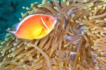 粉红色的anemonefish安菲普瑞恩佩里德拉翁华丽的海海葵ritteri海葵<strong>异形</strong>目不错啊lembeh北苏拉威西岛印尼亚洲