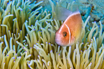 粉红色的anemonefish安菲普瑞恩佩里德拉翁华丽的海海葵ritteri海葵异形目不错啊lembeh北苏拉威西岛印尼亚洲