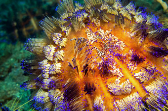 海<strong>海胆</strong>变量火<strong>海胆</strong>软骨舌兰varium珊瑚礁lembeh北苏拉威西岛印尼亚洲